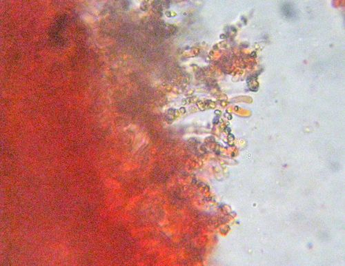 Steccherinum?
